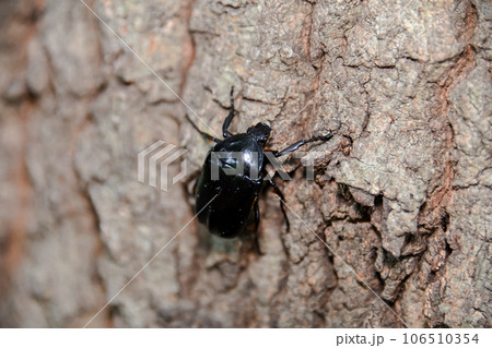 クロカナブン クロカナブン 106510354