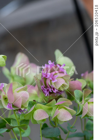 カワイイピンクの花を付けたオレガノケントビューティー 106510418