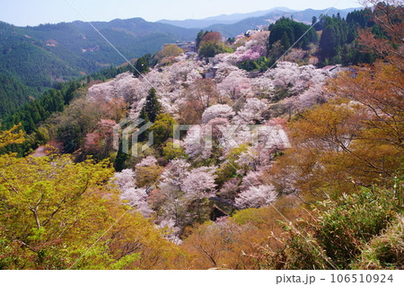 桜満開の世界遺産・吉野山（紀伊山地の霊場と参詣道） 106510924