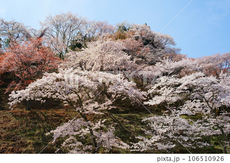 桜満開の世界遺産・吉野山(紀伊山地の霊場と参詣道) 桜満開の世界遺産・吉野山(紀伊山地の霊場と参詣道) 106510926