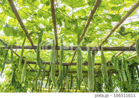 Sustainable Farming 106511611