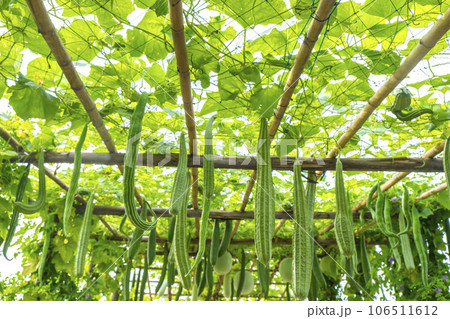 The Luffa Farming Revolution The Luffa Farming Revolution 106511612