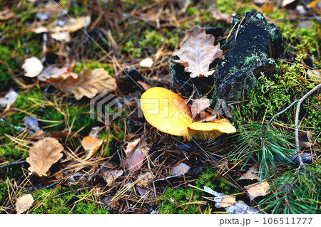 yellow poisonous yellow mushroom growing on an old rotten tree, green moss old stump forest autumn 106511777