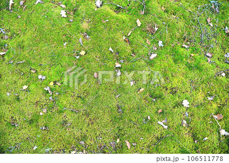 green forest moss with wilted leaves  for creative and creative artwork background 106511778