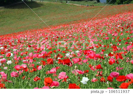 ポピーの咲く山の上の楽園 ポピーの咲く山の上の楽園 106511937