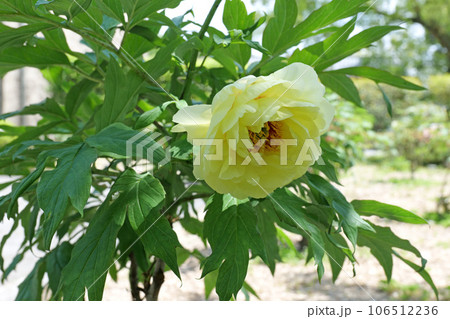 吉香牡丹園のボタン 106512236