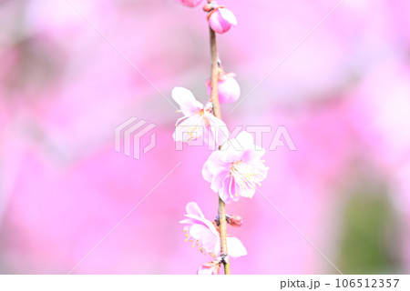 ピンク色の可愛い梅の花 ピンク色の可愛い梅の花 106512357