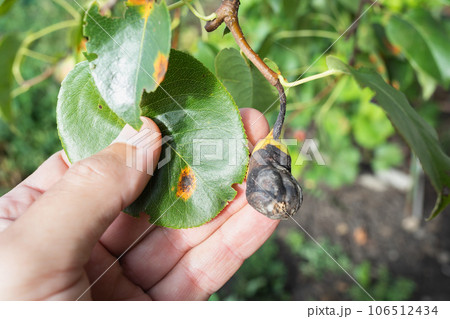 Man showing diseased pear leaf and fruit caused by fungus Gymnosporangium sabinae or called pear rust 106512434