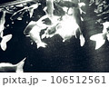 モノクロ金魚 106512561