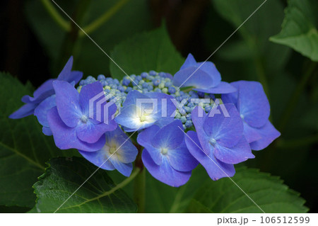 紫陽花濃い色 紫陽花濃い色 106512599