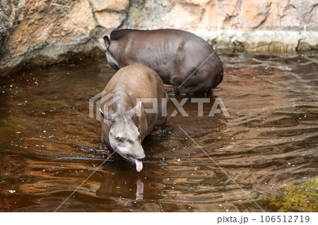 水の中に入るアメリカバク 水の中に入るアメリカバク 106512719