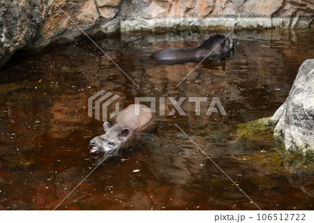水の中に入るアメリカバク 水の中に入るアメリカバク 106512722