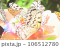 蝶 106512780