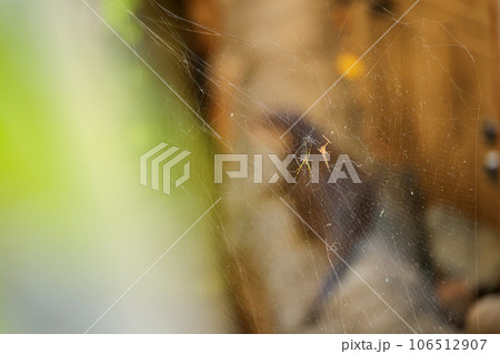 蜘蛛の巣 蜘蛛の巣 106512907