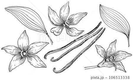 Vanilla Flower with Sticks set. Vector hand drawn illustration of orchid Flower and pods on isolated background. Bundle with outline drawing of spice. Sketch in line art style painted by black inks. 106513338