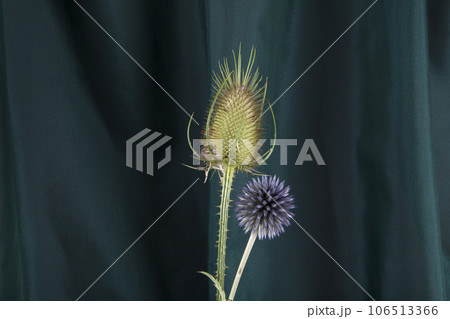 a couple of thistle stalk in front of a background of green curtains 106513366