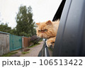 Pet with owner in the car on the seat. Traveling with an animal. 106513422