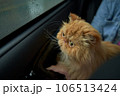 Pet with owner in the car on the seat. Traveling with an animal. 106513424