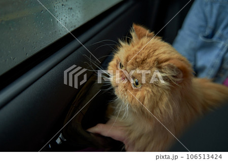 Pet with owner in the car on the seat. Traveling with an animal. Pet with owner in the car on the seat. Traveling with an animal. 106513424