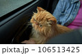 Pet with owner in the car on the seat. Traveling with an animal. 106513425