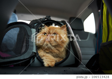 Pet carrier in the car on the seat. Traveling with an animal. 106513428
