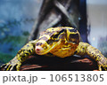 トカゲ 106513805