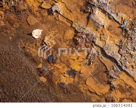 Birch leaf in ferric sediments on lake beach in closed coal lignite quarry. 106514091