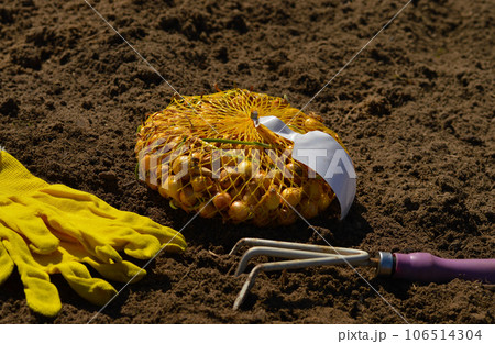 Garden tools and onion seeds for planting in the ground. the process of planting winter onions in the garden 106514304