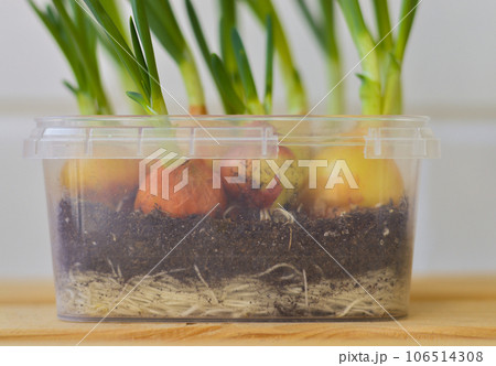 Young green onions growing in plastic container. Small garden at home on the windowsill. Spring has come, nature awakening concept. Young green onions growing in plastic container. Small garden at home on the windowsill. Spring has come, nature awakening concept. 106514308