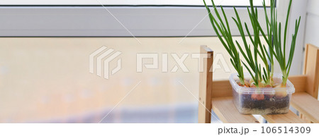 Young green onions growing in plastic container. Small garden at home on the windowsill. Spring has come, nature awakening concept. 106514309