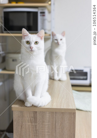 お座りしてカメラを見る猫 106514364