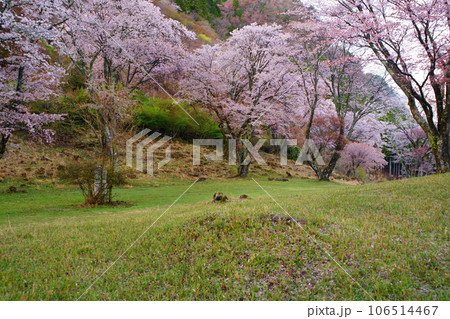 屏風岩公苑の桜（奈良県宇陀郡曽爾村）　屏風岩：国の天然記念物「屏風岩、兜岩および鎧岩」 106514467