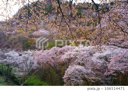屏風岩公苑の桜(奈良県宇陀郡曽爾村) 屏風岩:国の天然記念物「屏風岩、兜岩および鎧岩」 屏風岩公苑の桜(奈良県宇陀郡曽爾村) 屏風岩:国の天然記念物「屏風岩、兜岩および鎧岩」 106514471