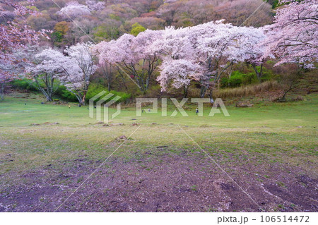屏風岩公苑の桜（奈良県宇陀郡曽爾村）　屏風岩：国の天然記念物「屏風岩、兜岩および鎧岩」 106514472