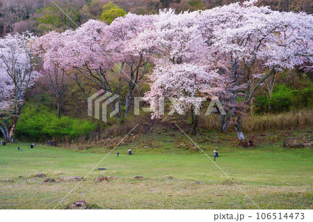 屏風岩公苑の桜（奈良県宇陀郡曽爾村）　屏風岩：国の天然記念物「屏風岩、兜岩および鎧岩」 106514473