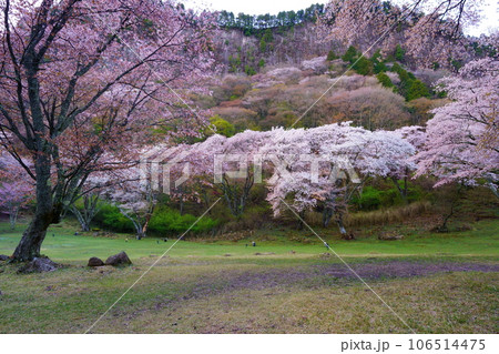 屏風岩公苑の桜（奈良県宇陀郡曽爾村）　屏風岩：国の天然記念物「屏風岩、兜岩および鎧岩」 106514475