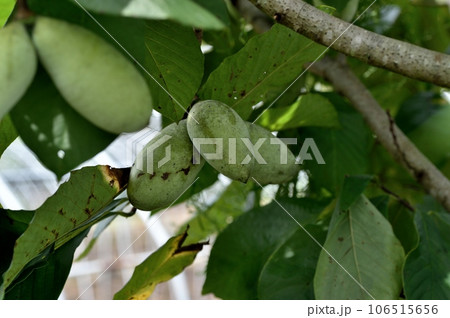 ポポーの実 106515656