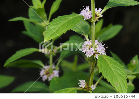 ハッカ（ニホンハッカ）の花 106515744