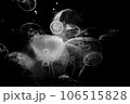 クラゲ 106515828