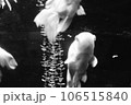 金魚 106515840