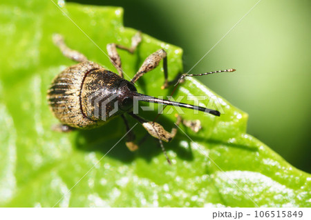 シギゾウムシの一種 106515849