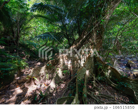 サキシマスオウノキ 106515850