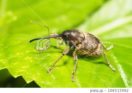 シギゾウムシの一種 106515992