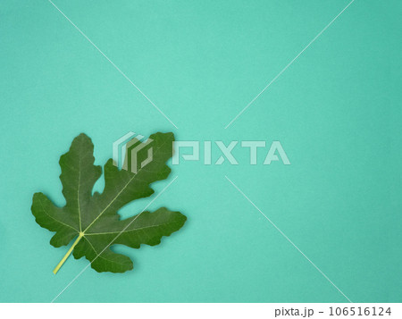 イチジクの葉 ドーフィン イチジクの葉 ドーフィン 106516124