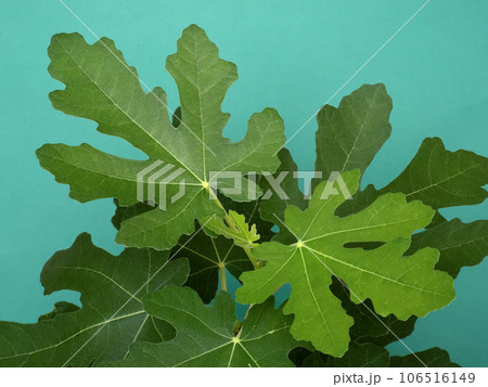 イチジクの苗　ドーフィン 106516149