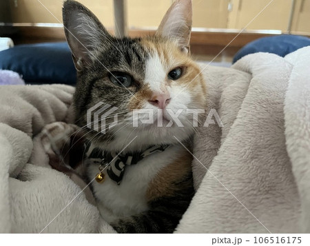 まどろむ猫 まどろむ猫 106516175