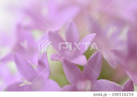 ペンタスの花 ペンタスの花 106516259