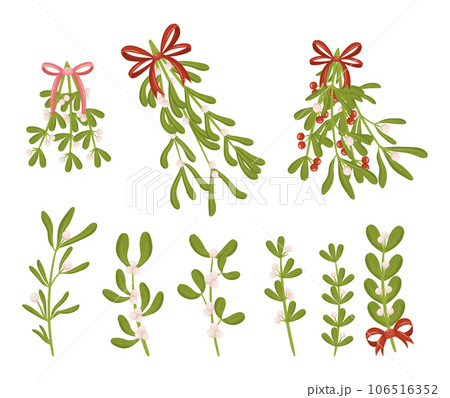 Mistletoe Branches Set, Bundle Of Fresh Green Mistletoe Plants, Perfect For Holiday Decor And Traditional Kissing Under Mistletoe Branches Set, Bundle Of Fresh Green Mistletoe Plants, Perfect For Holiday Decor And Traditional Kissing Under 106516352