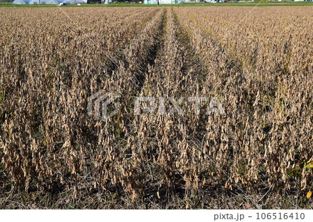 収穫前のダイズ畑 山形県庄内 106516410