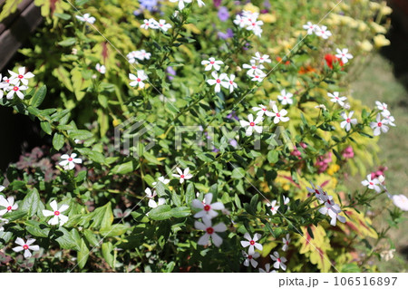 白い小花のニチニチソウ 106516897